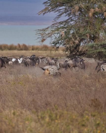 Resumen

Un grupo de cebras pastan en la sabana, mientras una leona se encuentra parcialmente oculta en la hierba.

Descripción Detallada

La imagen captura un paisaje de sabana con hierba seca y algunos arbustos dispersos. En el primer plano, se puede ver una leona semioculta, que sólo muestra parte de su cabeza y su cuerpo, lo que indica que está en posición de acecho. Su mirada es intensa y parece concentrada en los animales que tiene delante.

En el fondo, un grupo de cebras se mueve entre la vegetación, destacándose por sus distintivas rayas blancas y negras. Las cebras están acompañadas por algunos ñus, que también pastan en la misma área. La combinación de los colores oscuros de los ñus con las rayas brillantes de las cebras crea un contraste visual atractivo.

Al fondo, se puede observar un cuerpo de agua, que añade un toque fresco al entorno árido. La atmósfera es de calma y tensión al mismo tiempo; mientras las cebras y los ñus parecen despreocupados, la posición de la leona sugiere que algo podría suceder. La luz del día es suave, iluminando la escena de manera natural y resaltando los tonos cálidos y terrosos del paisaje. El estado de ánimo es intrigante, reflejando la dinámica entre depredador y presa en su hábitat natural.