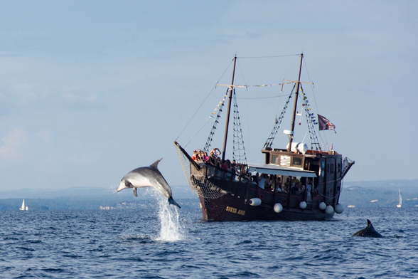 Altes Segelschiff im Meer. Springender Delfin vor dem Schiff im Vordergrund. Küste und kleinere Boote im Hintergrund.