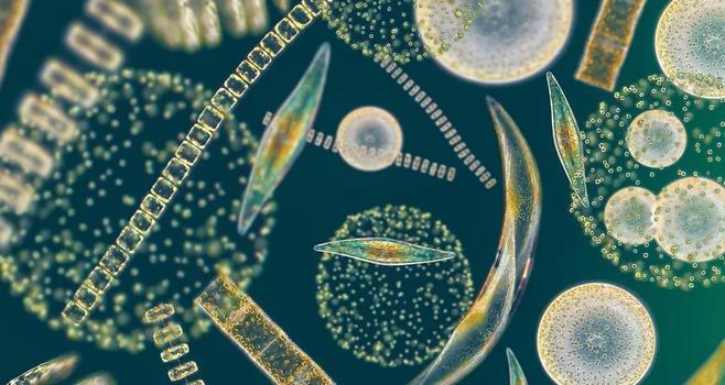 image/jpeg a microscope photograph of a number of geometric algae including filament chains, discs and curved cells which are prismatic and iridescent.