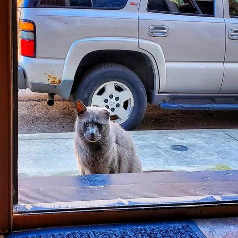 A grey cat looks thru a doorway into a house.