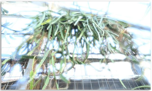 Das Bild zeigt eine Drachenfruchtpflanze (Hylocereus undatus), die über einer Durchgangstür zwischen zwei Gewächshäusern hängt. Die langen, grünen, welligen Triebe der Pflanze sind nach unten gerichtet und breiten sich dicht aus. Die Pflanze hängt an einem nur vage zu erkennenden Rankgitter, das ihre Triebe stützt. Die Umgebung ist lichtdurchflutet, da das Bild in einem Gewächshaus aufgenommen wurde. Im Hintergrund sind die Struktur des Gewächshauses mit einem Gittermuster an der Wand und durchscheinende Scheiben sichtbar. Das Bild ist stark überbelichtet, wodurch Lichtaustritte und Reflexionen entstehen, die die Sicht auf Details teilweise erschweren.