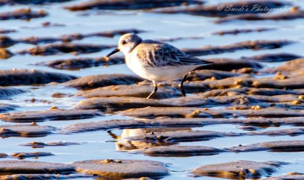 "The image showcases a sanderling, a small shorebird, navigating the low tide mudflats. The bird is captured in a side profile, showcasing its distinct markings and slender legs. A tiny morsel is barely visible in its beak, highlighting the sanderling's foraging activity. The mudflats present a mix of wet and dry textures, with reflections of the bird visible in the shallow water. The warm lighting indicates that the photo was likely taken during the golden hour, either at sunrise or sunset. The photographer's watermark, "© Swede's Photographs," is present in the top right corner." - Copilot