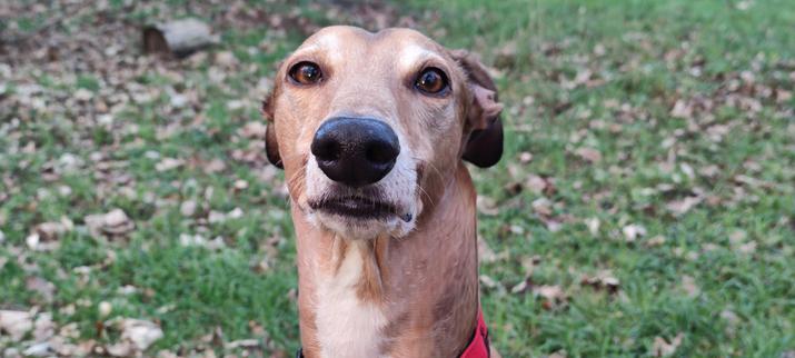 Atze Greyhound schaut in die Kamera