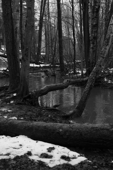 A photo of a brook and trees. Some of the trees are fallen.