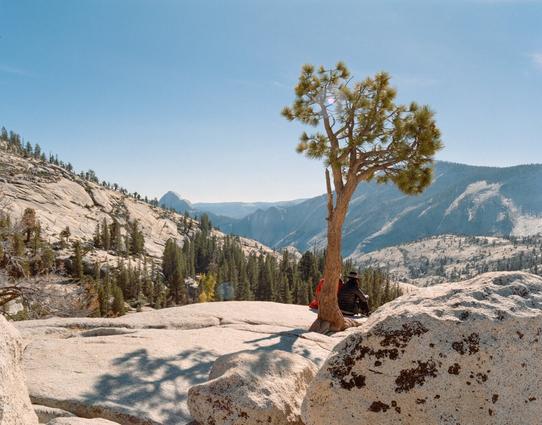 Two people sitting underneath a lone tree above Yosemite Valley in Yosemite National Park