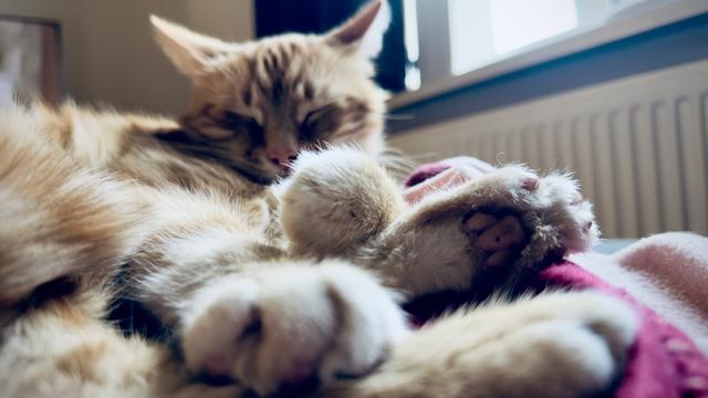 Washy’s cat beans