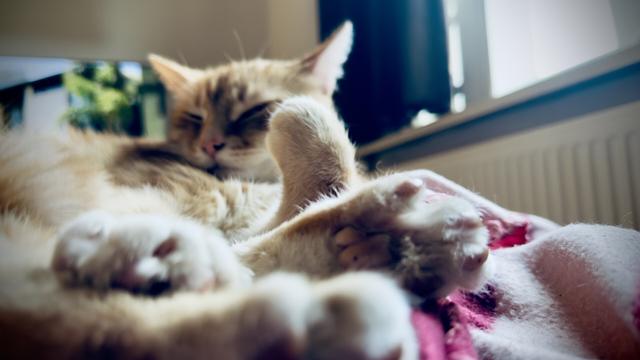 Washy the cat