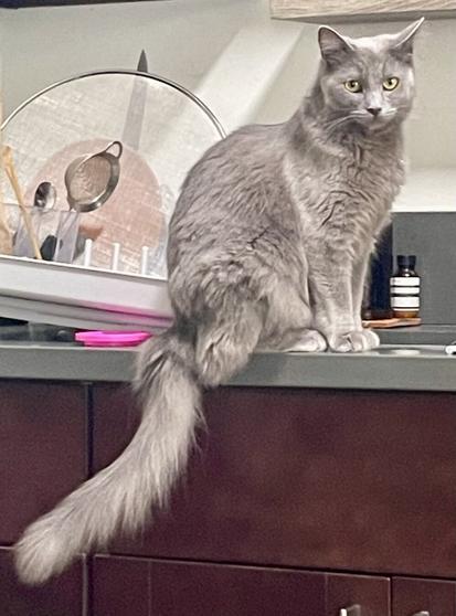 Chartreux cat