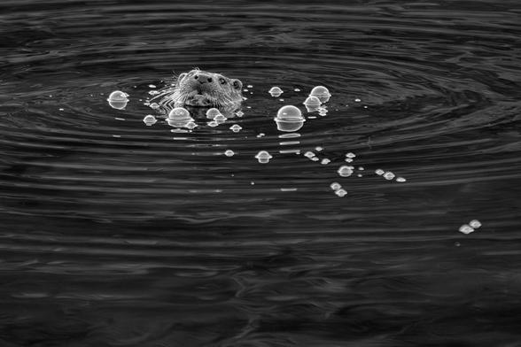 A black and white photo of an otter that has just surfaced in calm water surrounded by floating bubbles formed as swam underwater. Torridon, Wester Ross, Scottish Highlands.

Photo by and copyright of Paul Henni.