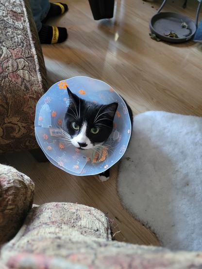 Tuxedo cat with a cone. Yellow greenish eyes and cutesy black nose