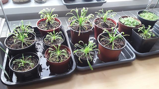 12 small plant pots containing sundew plants