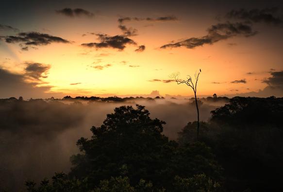 It's a photo of a bird of prey alone on a top of a dead tree in the very last moment of the day. He surrounded by a forest recovered with fog. The sunset is spectacular. The pic was taken in Cacao in French Guyana