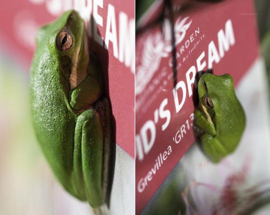 Eastern Dwarf Tree Frog on the label of new 'Cupid's Dream' hybrid Grevillea.