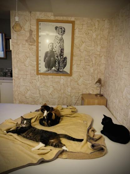 A black, calico and tabbycat sharing a bed and a blanket.