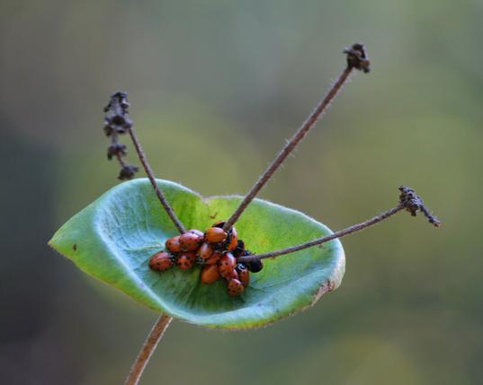Small cluster of ladybugs inside a green leaf.