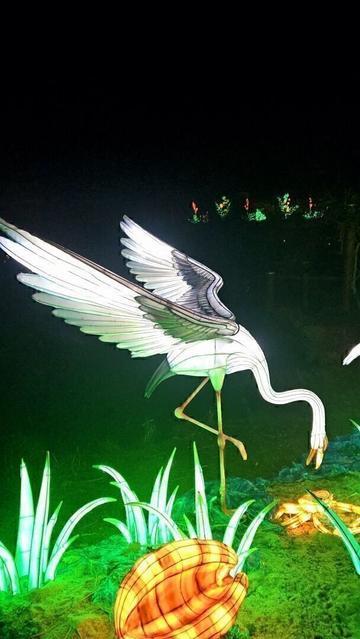 A figure of a flamingo like large bird glowing in white colours, spreading its wings in an impressive display with a lowered long neck. The whole ground underneath glows neon green with some long grasses and two big orange mussles. Right behind everything is dark as night, but in the far distance are some more specks of glowing green and colourful plants.