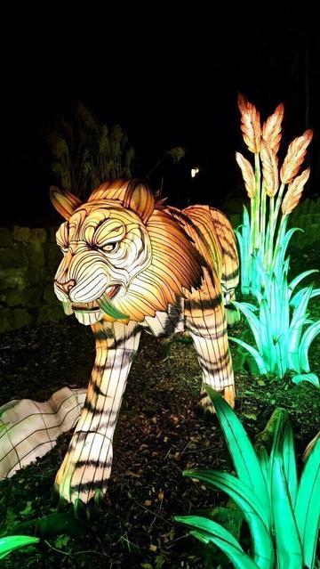 A fake sabretooth tiger stalks towards the camera, glowing in brown and orange colours. It looks fierce with its long teeth. It's close enough to reveal the thin black frames holding the fabric up. It looks like ornate patterns crosscrossing the animal like tattooes.