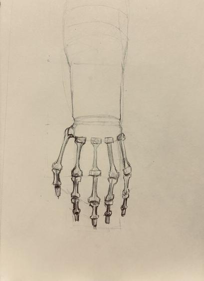 Pencil drawing of the bones in the left hand. This comes from an anatomy study session.