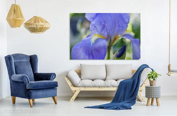 Blue Iris Macro Photograph in livingroom setting. A close-up view showcases the detailed structure of a blue iris flower highlighting its delicate petals and the intricate yellow and white patterns on its beards. The surrounding greenery is softly blurred bringing focus to the flowers vibrant colors and textures.