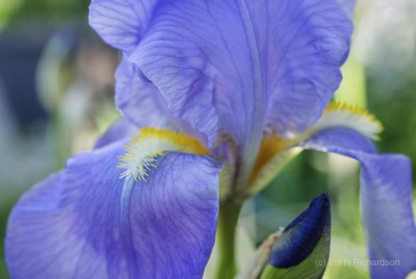 A close-up view showcases the detailed structure of a blue iris flower highlighting its delicate petals and the intricate yellow and white patterns on its beards. The surrounding greenery is softly blurred bringing focus to the flowers vibrant colors and textures.