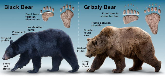 Two panel infographic. On the left, a photograph of a black bear and a drawing of their foot prints with the text "Black Bear", "front toes form an obvious arc", "no shoulder hump", "prominent ears" "Straight profile" and "Short dark claws." On the right, photograph of a grizzly bear and their footprints with the text "Grizzly bear," "Front toes in straighter line," "Hump between shoulders," "smaller round ears," "dished profile," and "long light claws."
