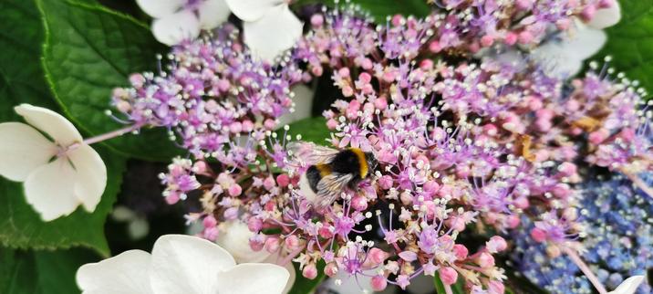 A small bumblebee walking among tiny pink flowers