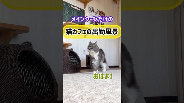 メインクーンだけの【猫カフェの出勤風景】#cat #cooncat #mainecat #もふ