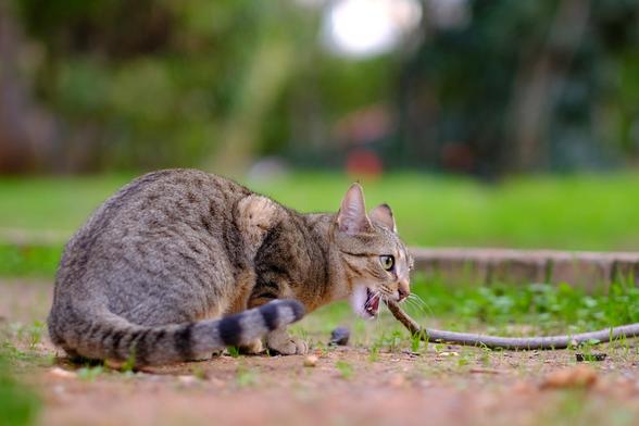 A young tabby cat sits on a lawn, gnawing on a wooden stick.