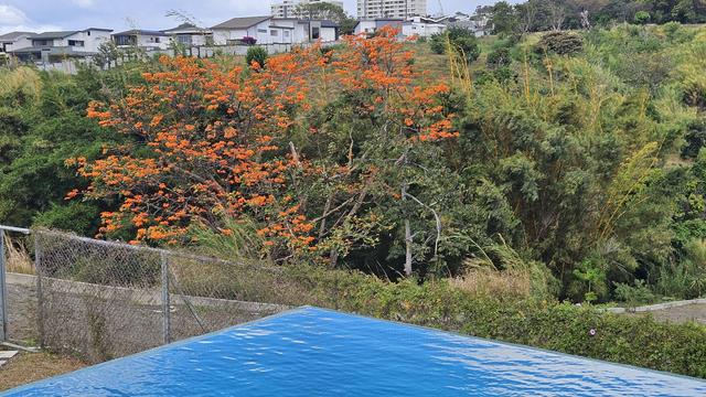 Árbol Poró completamente anaranjado por sus flores, rodeado de bambú y otra vegetación tropical variada en el cañón de un río, se nota una piscina en primer plano y al fondo más árboles y edificaciones residenciales