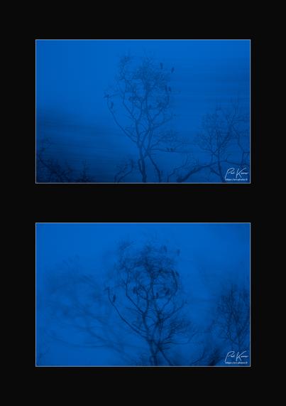diptyque vertical sur fond noir de deux photos au sujet identique : un groupe d'étourneaux sur la ramure de l'extrémité d'une branche d'arbre capté à la fin de l'heure bleue, déjà relativement sombre. Sur les deux photos, on ne perçoit donc que la silhouette de la ramure et les étourneaux sur un fond bleu relativement sombre.
La différence entre les deux photos provient du mouvement appliqué à l'appareil photo pendant la prise de vue : sur la première photo, un panotage horizontal a généré une impression de vent autour de la branche où sont posés les étourneaux alors que sur la seconde photo, en fait ratée car il y a eu un bougé en plus de la rotation de l'appareil photo autour de l'axe de l'objectif pendant la prise de vue. Ces deux mouvements ont généré une rotation voulue de la branche et des étourneaux mais aussi une captation supplémentaire de cette branche à gauche de la captation principale, donnant l'impression que la branche est vraiment très, très secouée par le vent.