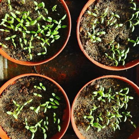 photos de l'année dernière de 4 petits pots de semis de poivrons qui commencent à pousser. #Potager