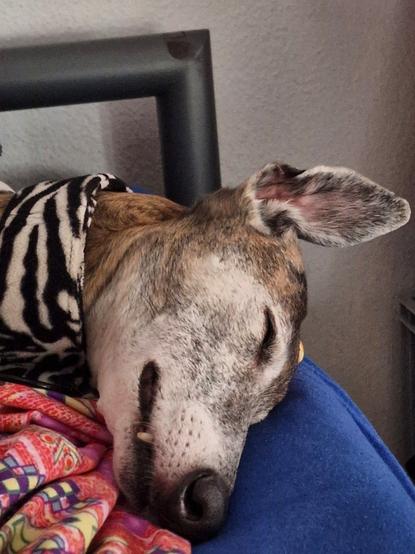 Pina Galgo Espanol im Bett, schlafend.