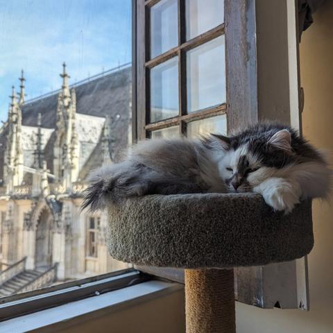 A fluffy cat sleeps on it's cat tree in front of a window overlooking the Palais de Justice of Rouen