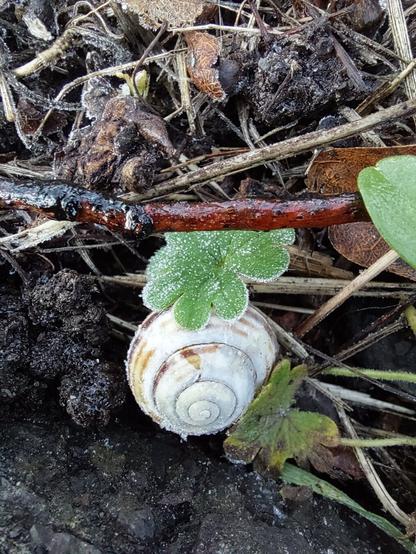 A small snail shell on the ground, with a very green leaf touching it, all covered in frost.