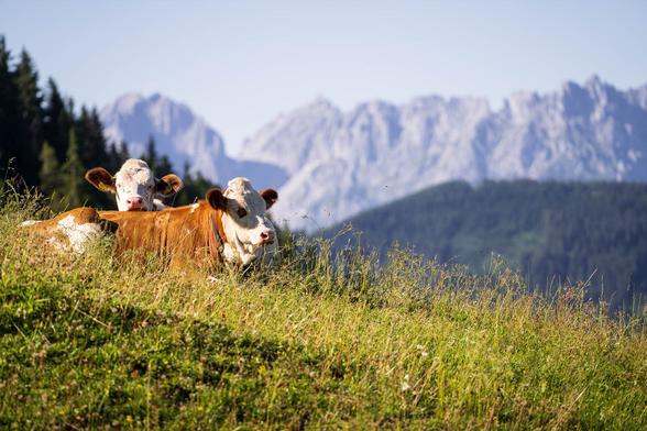 Two cows resting on a grassy hillside on the way to the summit of the Gaisberg, with the jagged peaks of the Kaiser mountain range in the background. The scene is lit by soft sunlight, capturing a tranquil alpine moment near Kirchberg in Tirol, Austria.