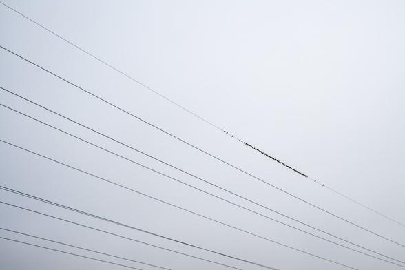 Vögel sitzen auf einer Stromleitung. Sehr minimalistisch gehalten. Man sieht nur die Kabeln, dahinter grauer Himmel (Foto ist schwarz/weiß) und ca 20 schwarze Flecken auf der Leitung jenes die Vögel sind.