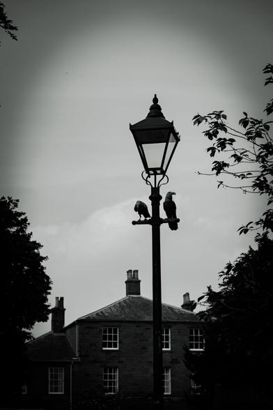 An old lamppost with two artificial birds perched on the crossbar that is surrounded by some partially visible trees; an old house in the background.