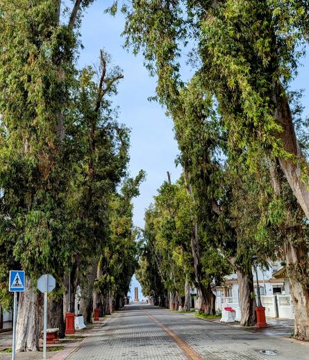 A long, straight road lined with tall, leafy trees. The road is paved with cobblestones and has a white line down the centre. There are white benches along the sides of the road, and there are some buildings visible in the distance. The sky is blue and there are no clouds visible.