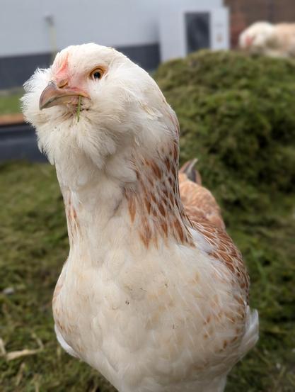 Portrait photo of one of my Faverolles hens. A blade of grass is stuck in her beak.