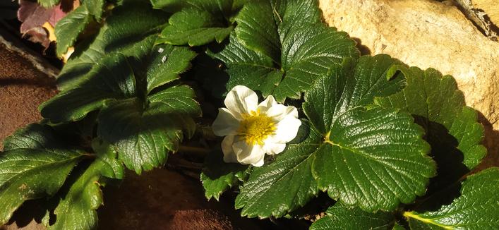 Fleur de fraise blanche.