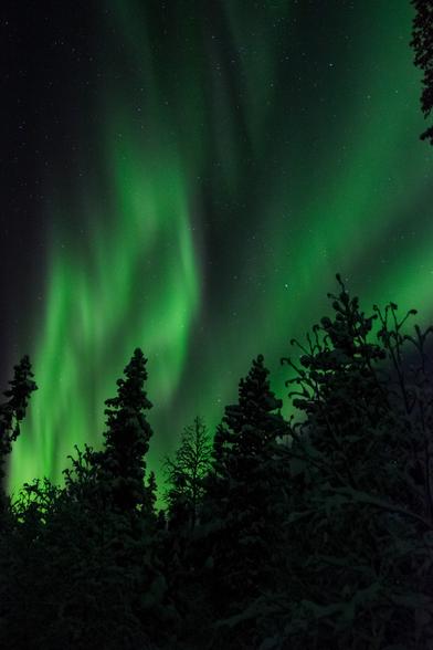 Полярное сияние над густым еловым лесом в Мурманске. Зеленоватые волны сияния, обрамленные красноватой каймой, зигзагами устремляются в небо.
