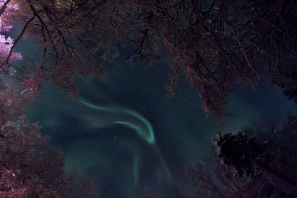 Камера направлена прямо в зенит, где полярное сияние видно как бы в окошке из переплетений ветвей окружающих деревьев. Сияние принимает здесь как бы форму мистического существа. Оно зелено-красное, но деревья кажутся розовыми из-за отсветов искусственного света на земле рядом.