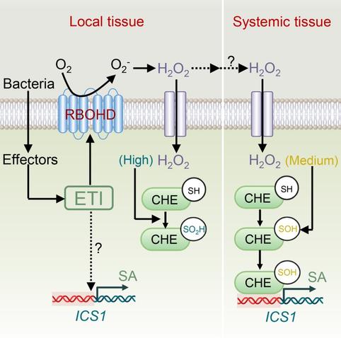 Diagram of the proposed mechanism by which hydrogen peroxide functions as a systemic acquired resistance-inducing signal and its dose-dependent effect on salicylic acid biosynthesis in the systemic tissues in response to a pathogen attack.