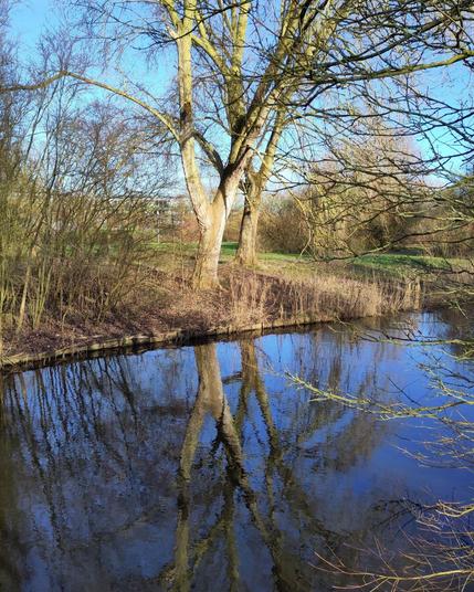 Twee bomen zonder blad die in een parkje dicht naast elkaar in het zonnetje aan de rand van het water staan en daarin met de blauwe lucht worden weerspiegeld.