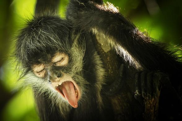 It's a very close up of a spider monkey showing his tongue as a joke. The text under the photo says: easy, it's not Monday. The pic was taken in Costa Rica