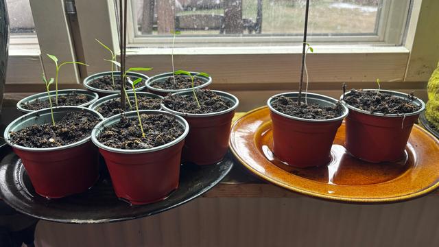 Picture of my windosill with mismatching plates of seedlings.