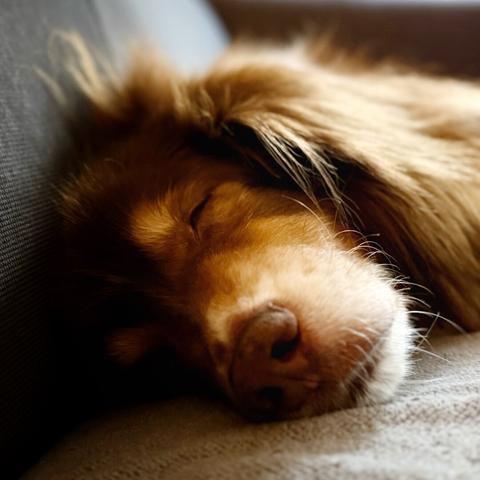 Sleeping dog