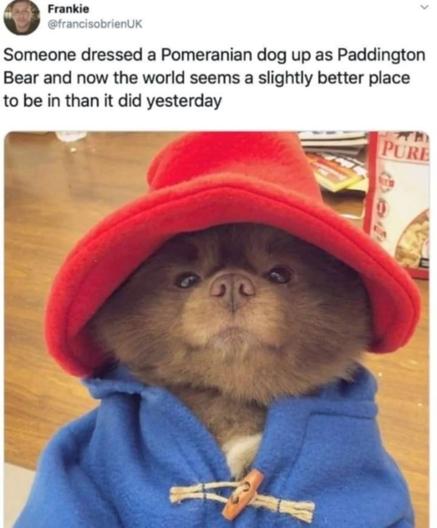 Screenshot of a post with the text "Someone dressed a Pomeranian dog up as Paddington Bear and now the world seems a slightly better place to be in than it did yesterday" and photograph of a brown Pomeranian wearing a red cap and blue jacket.