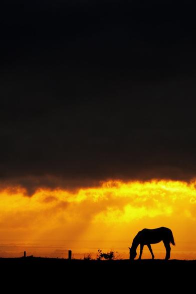 It's a picture of horse under a dark cloud at sunset. It's a silhouette. The photos has been took in Costa Rica, everything is dark, yellow and the horse is a silhouette on the side.