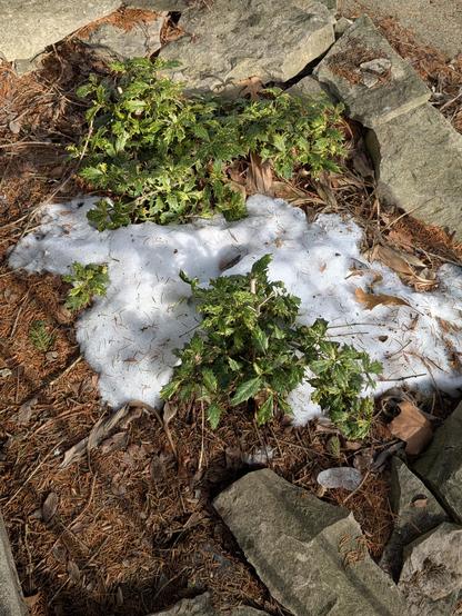 Japanese false holly (Osmanthus heterophyllus 'Goshiki') plants are in a bed with snow covering much of  the soil. The spiky leaves of the small bushes are variegated green and yellow.